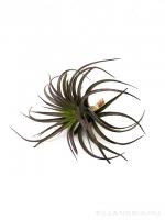 Tillandsia brachycaulos - kötözetlen