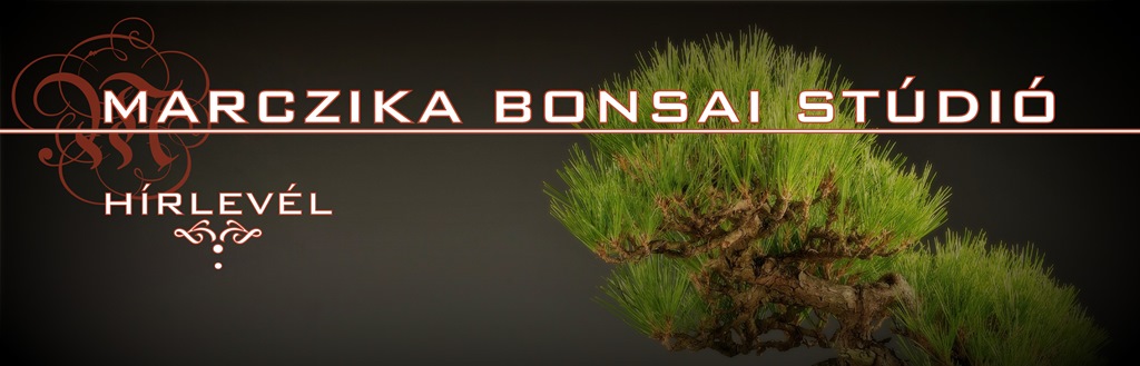 bonsai vasarlasi es rendelesi lehetoseg karacsonyi ajandek otlet es vasarlasi lehetoseg karacsonyi vasar es akcio kulonleges ajandek otletekkel